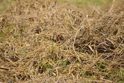 High angle view of dry grass on field