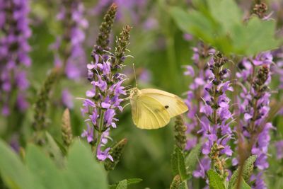 Close-up of butterfly on purple crocus flowers