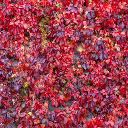 Full frame shot of red maple leaves