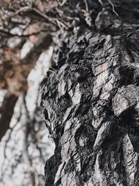 Close-up of lichen on tree trunk