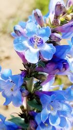 Close-up of fresh blue flower tree