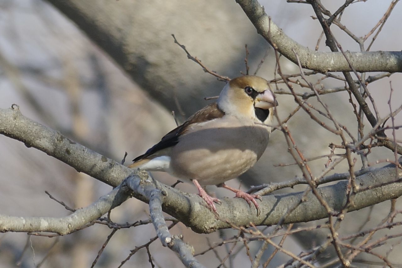 animal themes, animal, animal wildlife, bird, wildlife, tree, branch, plant, nature, perching, one animal, winter, bare tree, no people, beak, outdoors, beauty in nature, sparrow, day