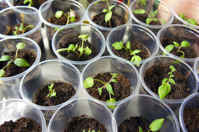 Close-up of potted plants in greenhouse