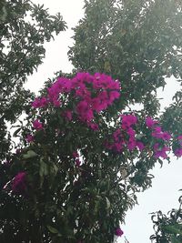 Low angle view of pink flowering plant against sky