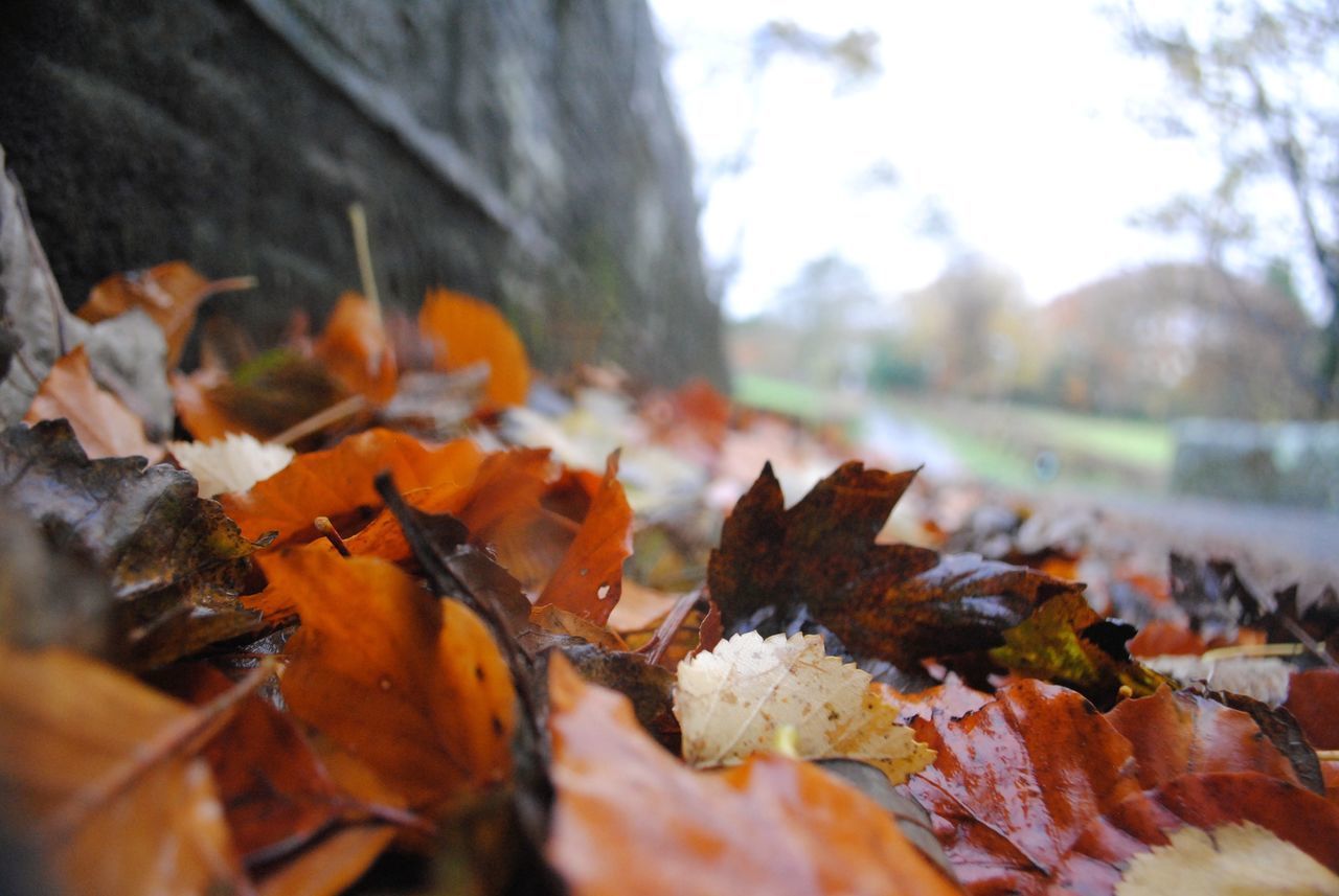 CLOSE-UP OF MAPLE LEAVES ON TREE