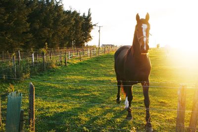View of horse in field