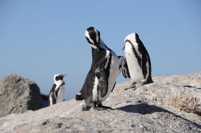 Low angle view of penguin against clear sky