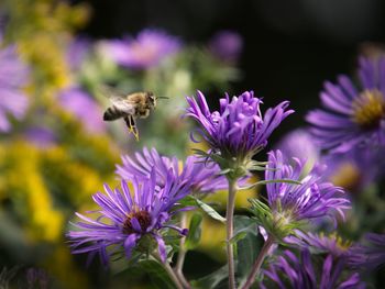 Close-up of bee pollinating on purple flower