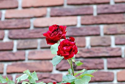 Close-up of red rose blooming outdoors