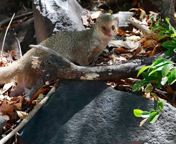 Close-up of squirrel on tree trunk