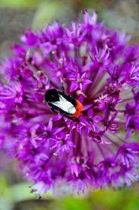 Close-up of honey bee on purple flower