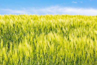 Crops growing on field