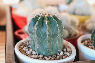 Close-up of potted plant