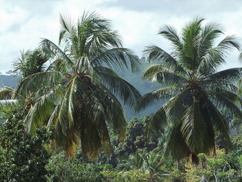 Low angle view of palm trees against sky