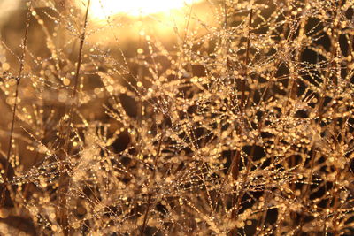 Close-up of dry plants