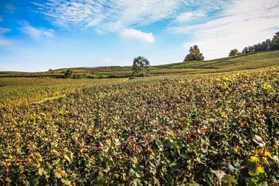 Scenic view of field against sky