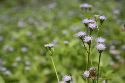 Close-up of flowers blooming outdoors