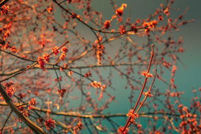 Low angle view of autumn tree against sky