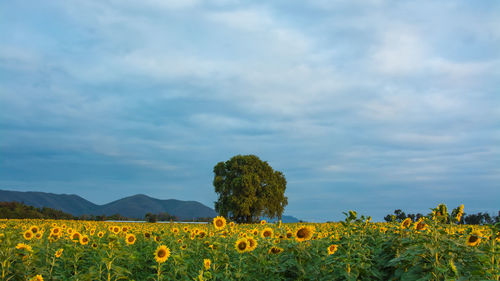 Scenic view of sunflowers growing on field against sky