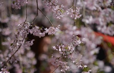 Close-up of pink flowers