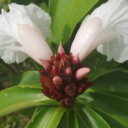 flowering plant