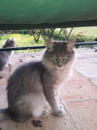 Portrait of cat sitting outdoors