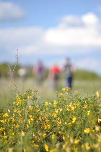 Plant growing on field against sky