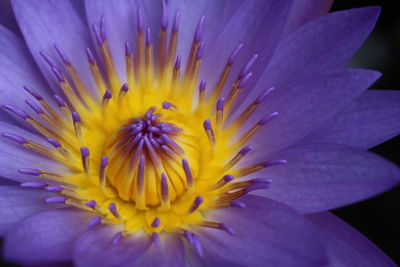 Close-up of purple flower