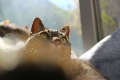 Close-up portrait of a cat