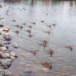 Birds in calm water