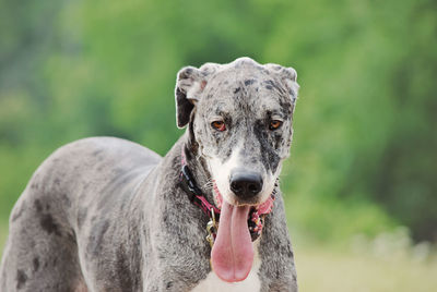 Close-up of great dane on field