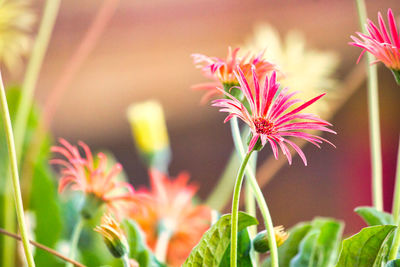 Close-up of pink flowering plant