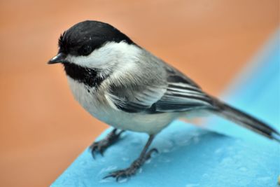 Close-up of bird perching outdoors