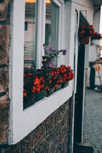Potted plant by window on building