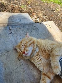 High angle view of cat resting