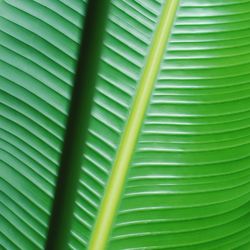 Full frame shot of palm leaf