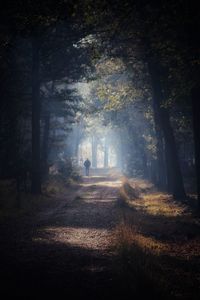 Dirt road amidst trees in forest