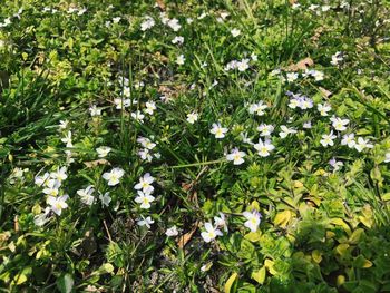 Flowers blooming in grass