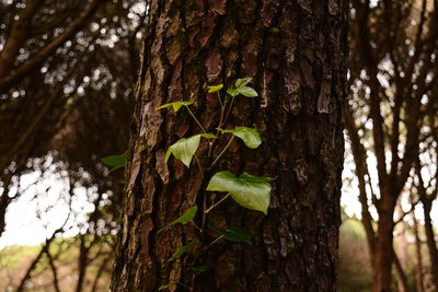 Close-up of fresh green leaves on tree trunk