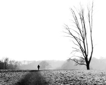 Bare trees on landscape