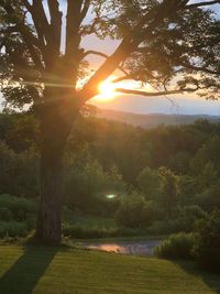 Sunlight streaming through trees at sunset