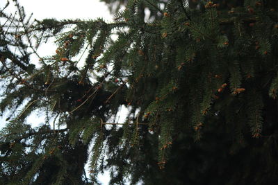 Low angle view of trees