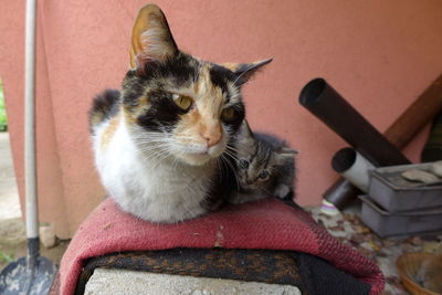 Close-up portrait of a cat looking away