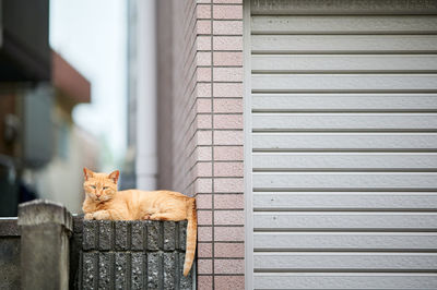 Orange tabby sitting by brick wall