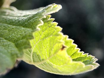 Close-up of green leaves