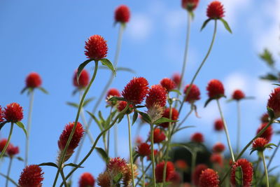 Low angle view of red flowering plants against sky