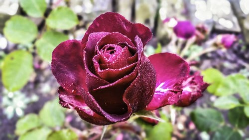 Close-up of rose blooming on plant