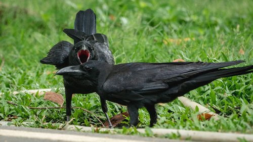 Close-up of a bird on field