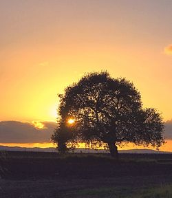 Trees on landscape against sky during sunset