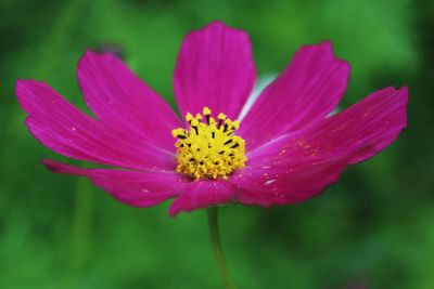Close-up of pink flower